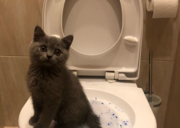 Через несправний бачок унітазу тернополянин має заплатити понад 173 тисячі гривень