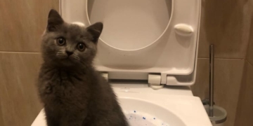 Через несправний бачок унітазу тернополянин має заплатити понад 173 тисячі гривень