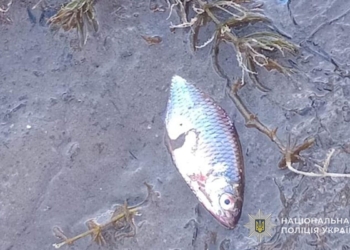 У Козівській громаді масово загинула риба: поліція порушила кримінальну справу