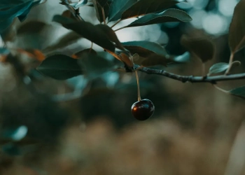 Осіння обрізка вишні: чому садівникам варто бути обережними