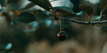 Осіння обрізка вишні: чому садівникам варто бути обережними