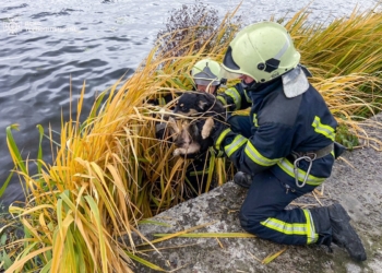 У Тернополі врятувала собаку, який застряг посеред ставу