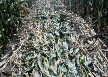 Господарству із Тернопільщини навмисно зіпсували врожай кукурудзи