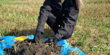 На Тернопільщині 84% обстежених площ заселені дротяниками