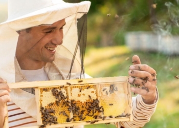 Як музикант з Тернопільщини Ігор Буцик став відомим бджолярем