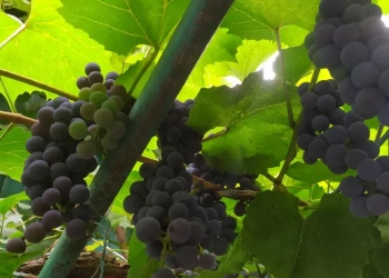 рясний урожай домашнього винограду