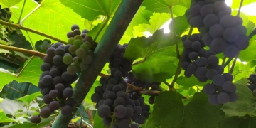 рясний урожай домашнього винограду
