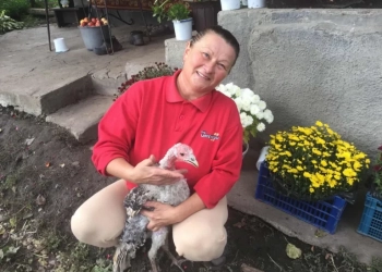 вкрали 28 індиків