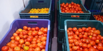 На Тернопільщині будують овочесховище на 100 тонн: інвестиція в аграрний розвиток