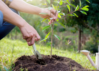 5 плодових дерев, які варто посадити восени