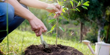 5 плодових дерев, які варто посадити восени