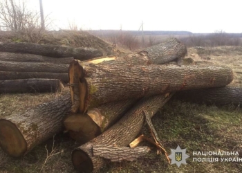викрила схему незаконної вирубки лісу
