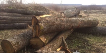 викрила схему незаконної вирубки лісу