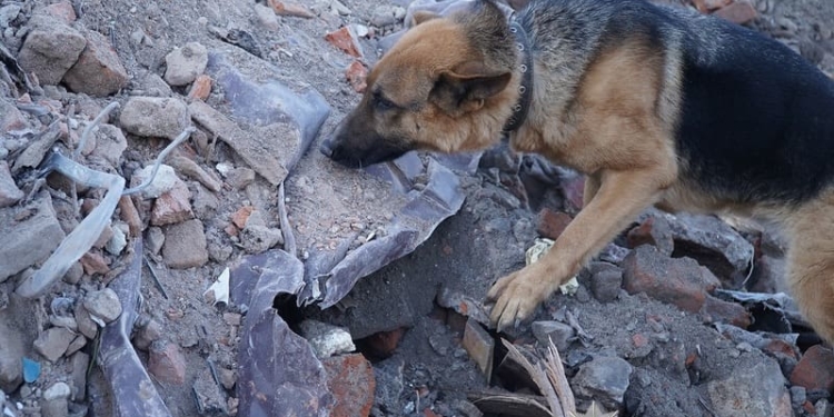 Попри закінчення пошуково-рятувальних робіт тривають пошуки зниклих у Тернополі