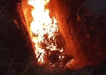 На Тернопільщині виявили вірус африканської чуми свиней