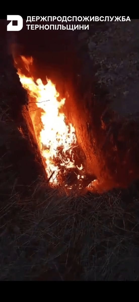 На Тернопільщині виявили вірус африканської чуми свиней