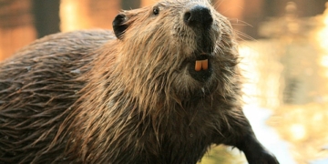 патрульні допомогли травмованому бобру