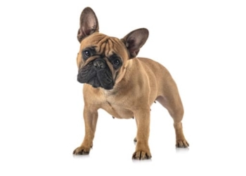 Суд конфіскував у тернополянина бульдога за напад на перехожого