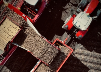 копання картоплі