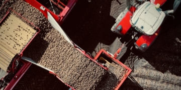 копання картоплі