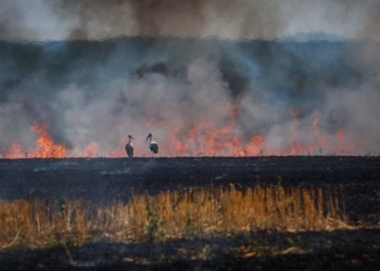 Житель Тернопільщини оштрафований на 3 тис. грн за спалювання стерні