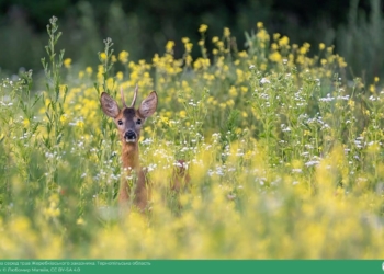 увійшли три роботи