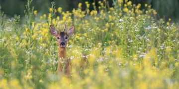 увійшли три роботи