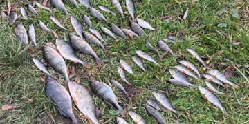 займався незаконним виловом риби