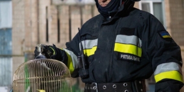 знайшли папугу витягли кішку