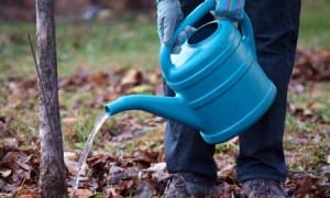 Як і навіщо поливати дерева та кущі у листопаді: поради садівникам