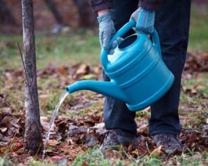 Як і навіщо поливати дерева та кущі у листопаді: поради садівникам
