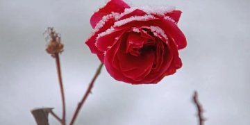 Які троянди потребують укриття на зиму та способи їх укриття