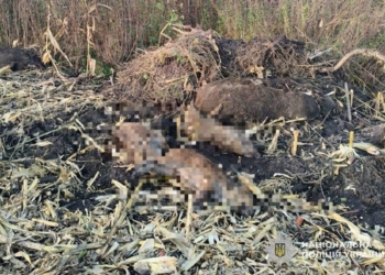 випадок африканської чуми свиней