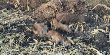 випадок африканської чуми свиней