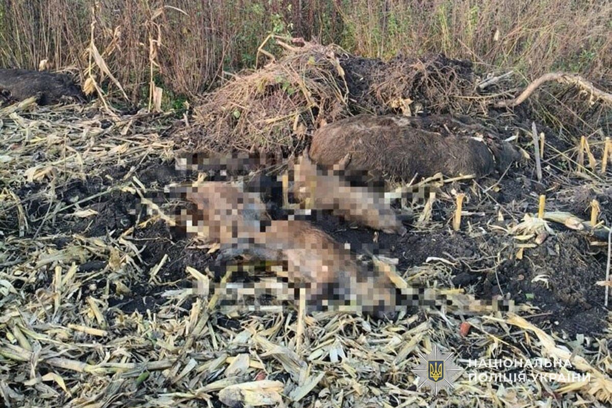 випадок африканської чуми свиней