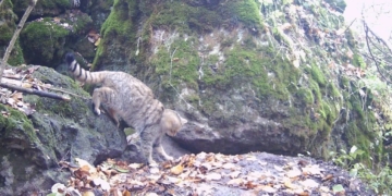 На Тернопільщині фотопастка зафіксувала рідкісного лісового кота