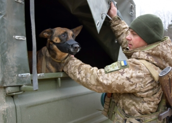 вівчарка Мамба