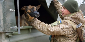 вівчарка Мамба