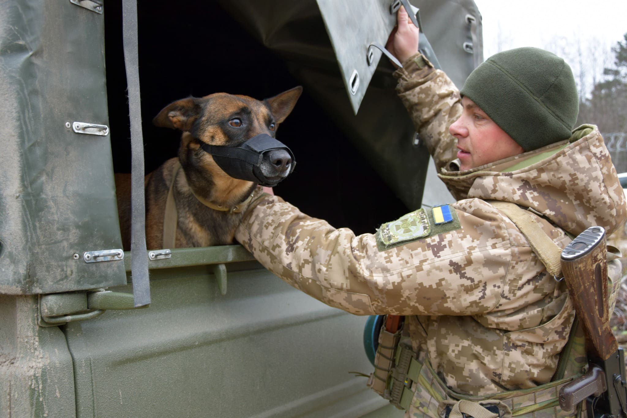 вівчарка Мамба