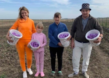 займається вирощуванням шафрану