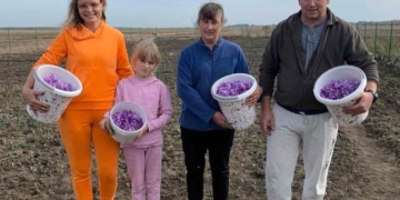 займається вирощуванням шафрану