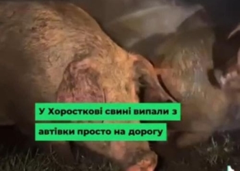 У Хоросткові на Тернопільщині з вантажівки випали десятки свиней