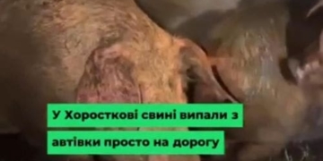 У Хоросткові на Тернопільщині з вантажівки випали десятки свиней