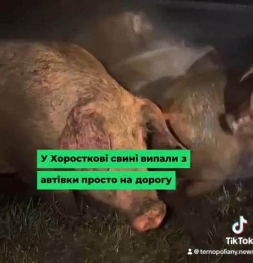У Хоросткові на Тернопільщині з вантажівки випали десятки свиней
