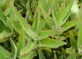 Лікар на підвіконні: каланхое порятує від хвороб