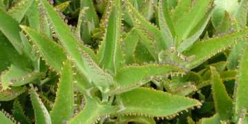 Лікар на підвіконні: каланхое порятує від хвороб