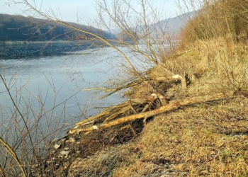 сліди життєдіяльності бобрів