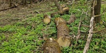 вирок майстру лісу