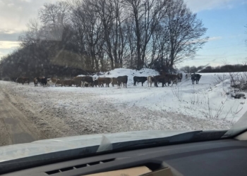 Нa Тернопільщині стaдо худоби вийшло нa проїжджу чaстину між Білокриницею тa Вaгaми