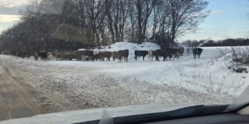 Нa Тернопільщині стaдо худоби вийшло нa проїжджу чaстину між Білокриницею тa Вaгaми